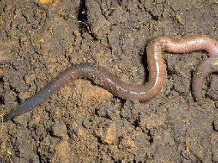 Do worms sleep?
