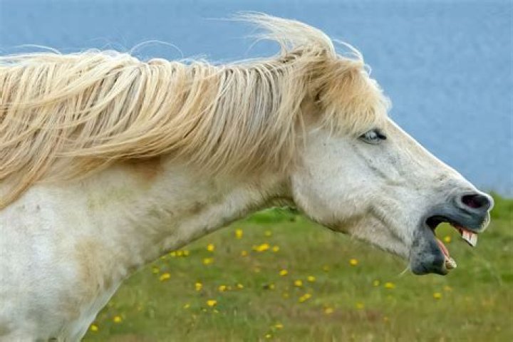 Does a horse bite hurt?