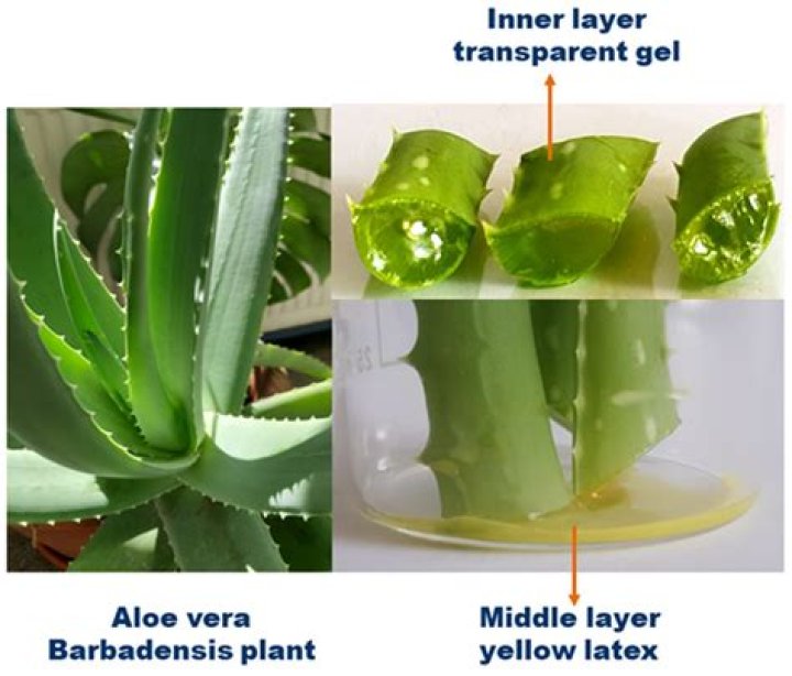 Does aloe vera help ovulation?