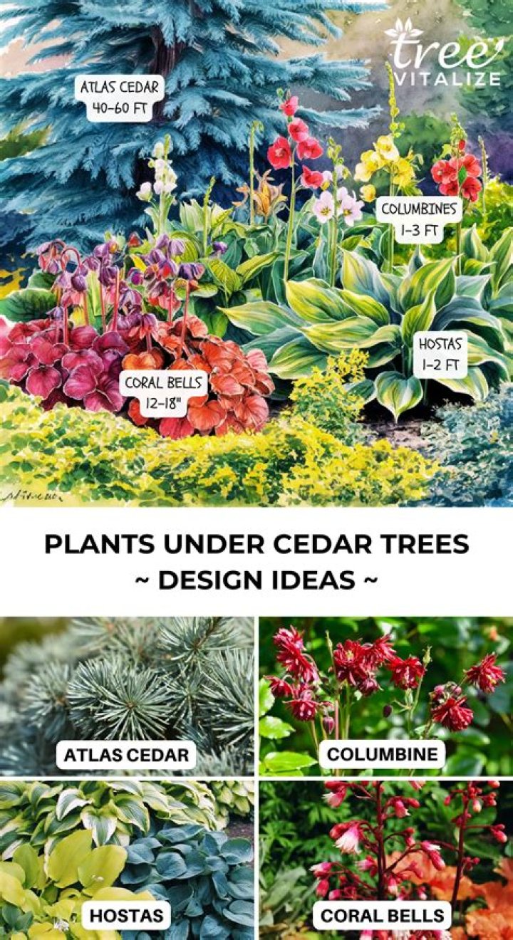 Does anything grow under cedar trees?