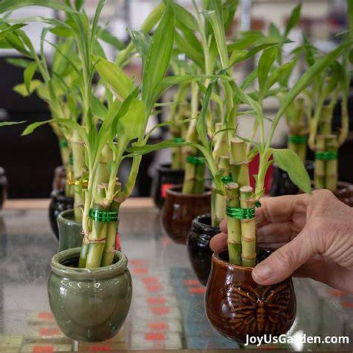 Does bamboo bring bugs?