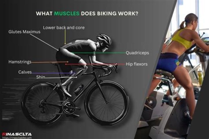 Does biking make your hips wider?
