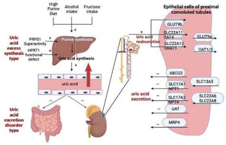 Does caffeine increase uric acid?