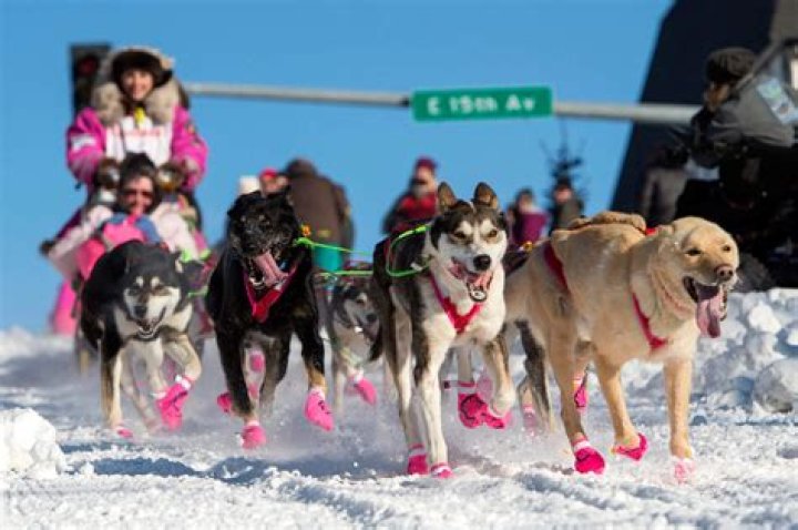 Does Derby Lane still race dogs?