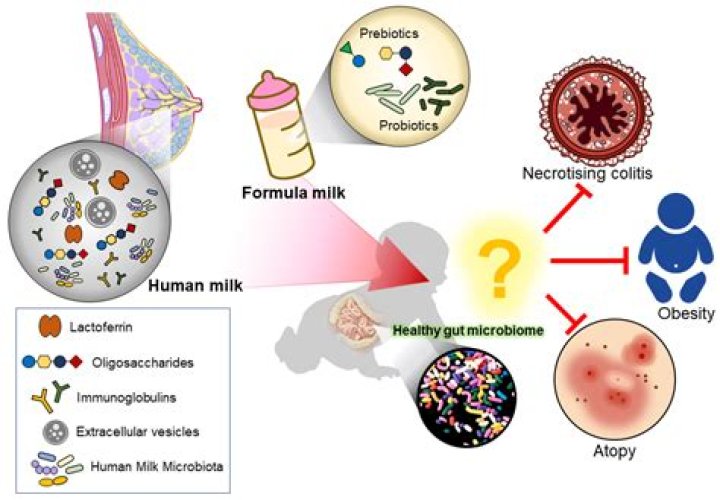 Does milk affect memory?
