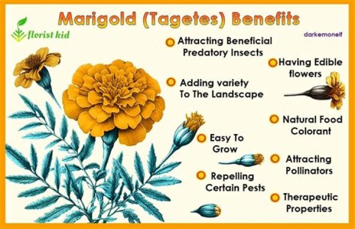 Does Mrs Drewe find out about Marigold?