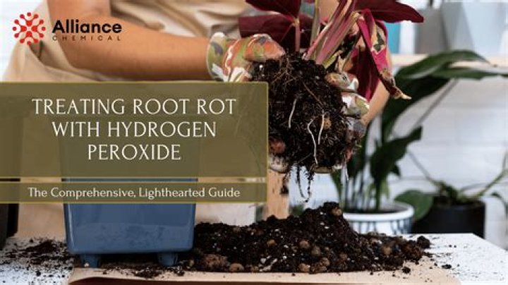 Does peroxide cure root rot?