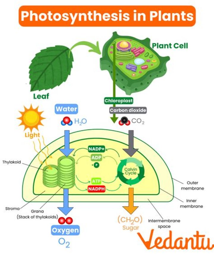 Does photosynthesis occur in all plants?