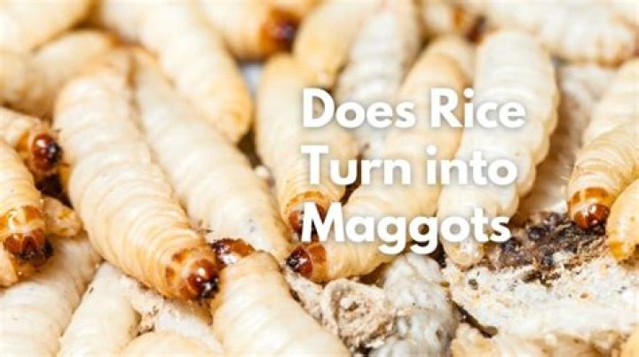 Does rice turn into maggots?