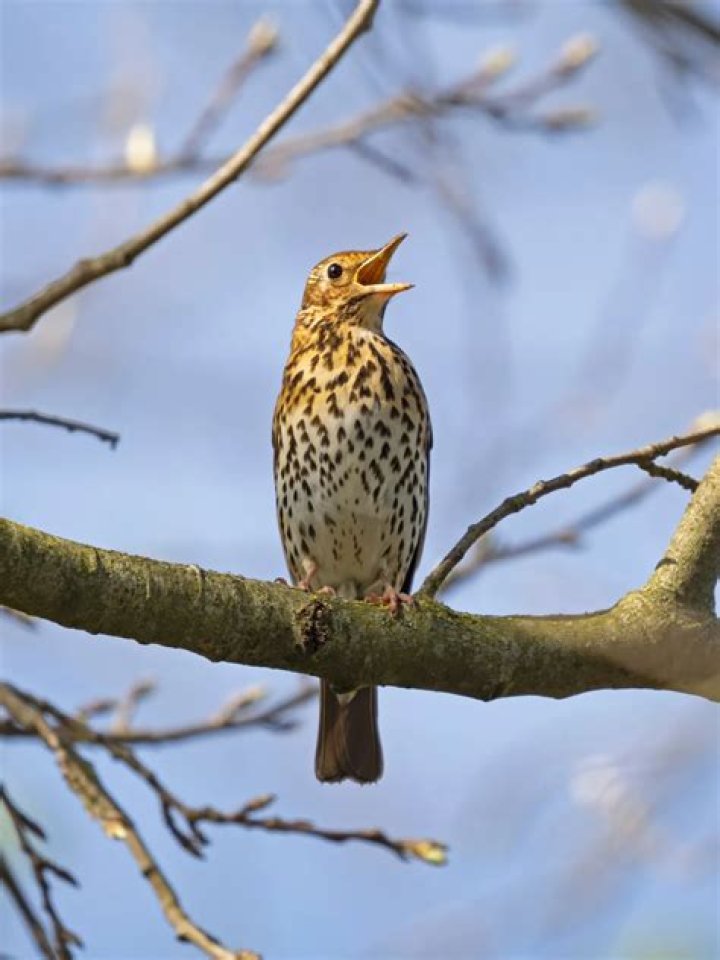 Does thrush have a smell?