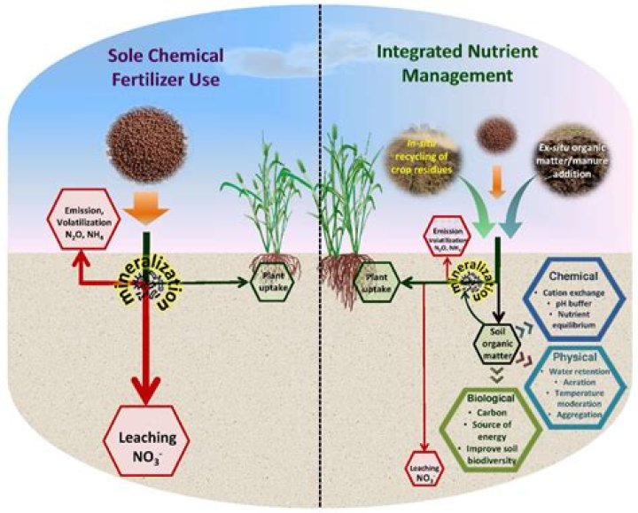 Does water sprite need fertilizer?