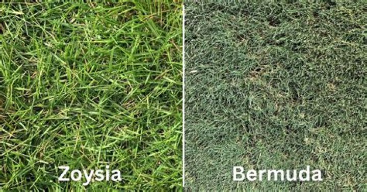 Does Zoysia overtake Bermuda?