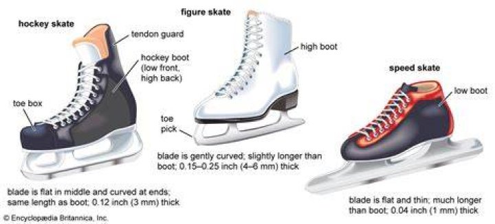 How are skates born?