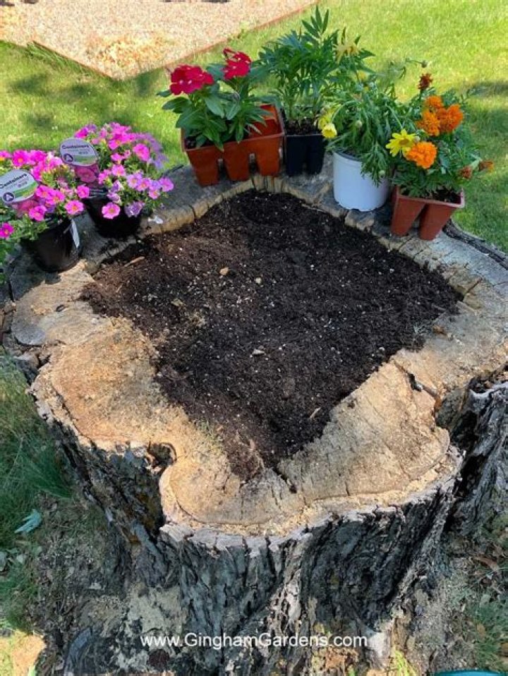 How close can I plant a tree to an old stump?
