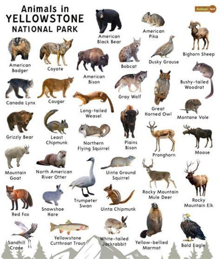 How common are bear sightings in Yellowstone?