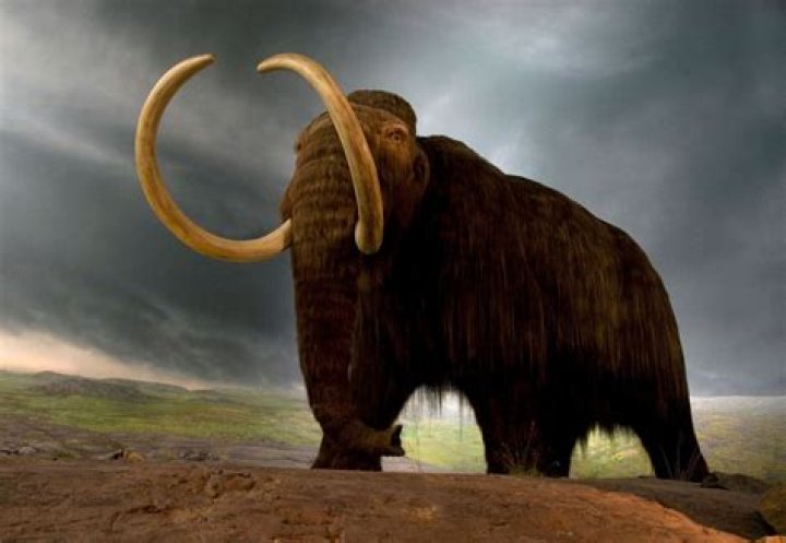 How did mammoths go extinct?