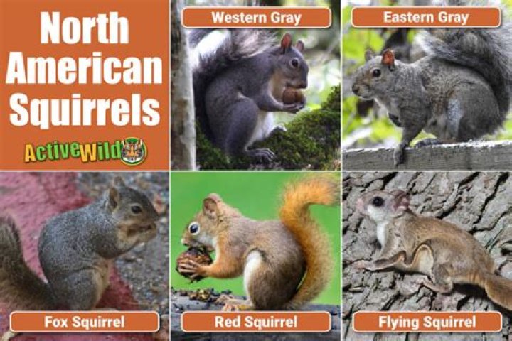 How did squirrels get to America?
