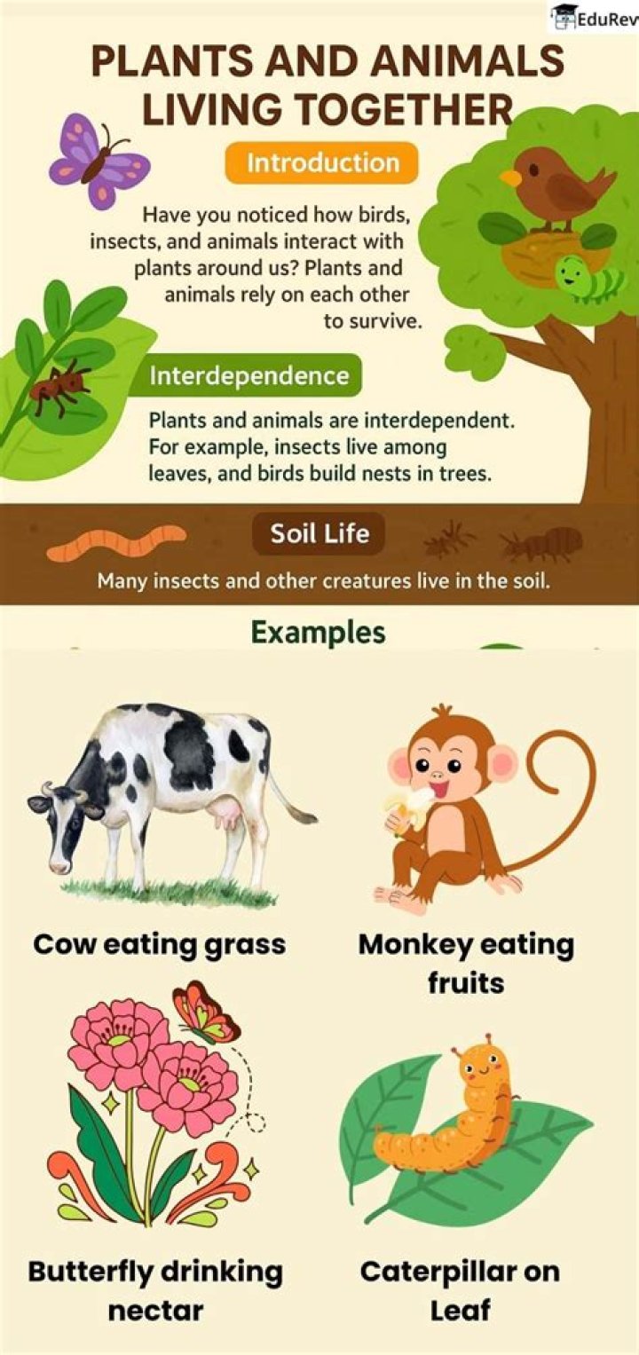 How do animals interact with other animals?