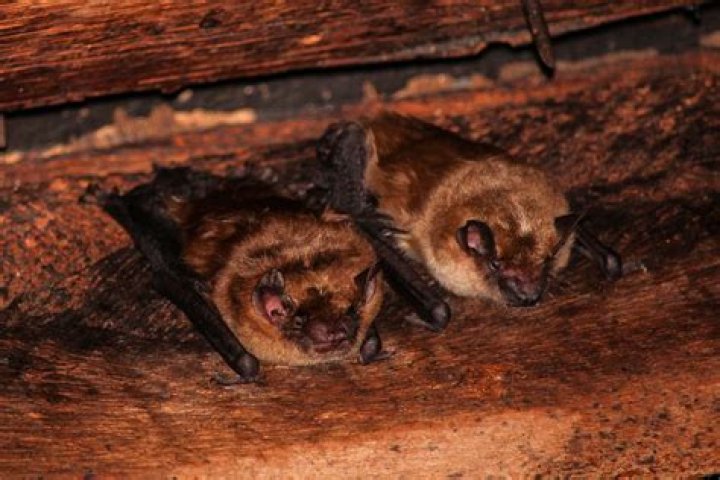 How do bats survive the winter?