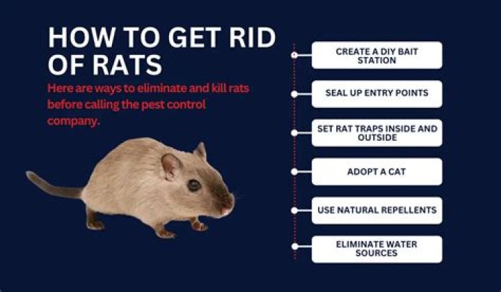 How do I get rid of rats fast?