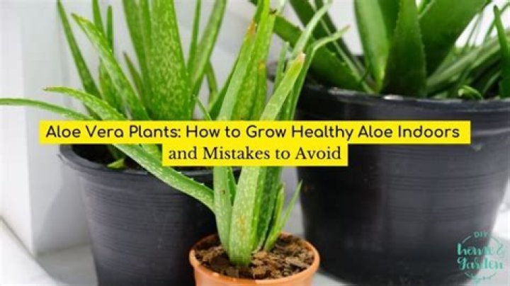 How do I know if my aloe vera plant is healthy?