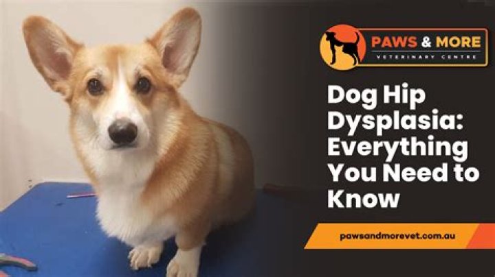 How do I know if my dog has hip pain?
