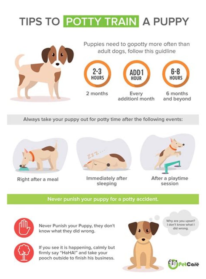 How do I potty train my 2 month old puppy?