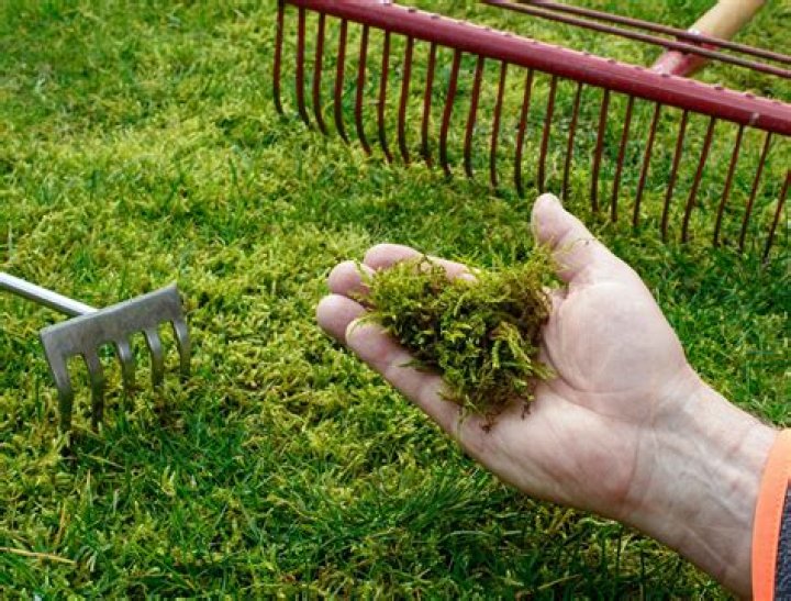 How do I prevent moss in my lawn?