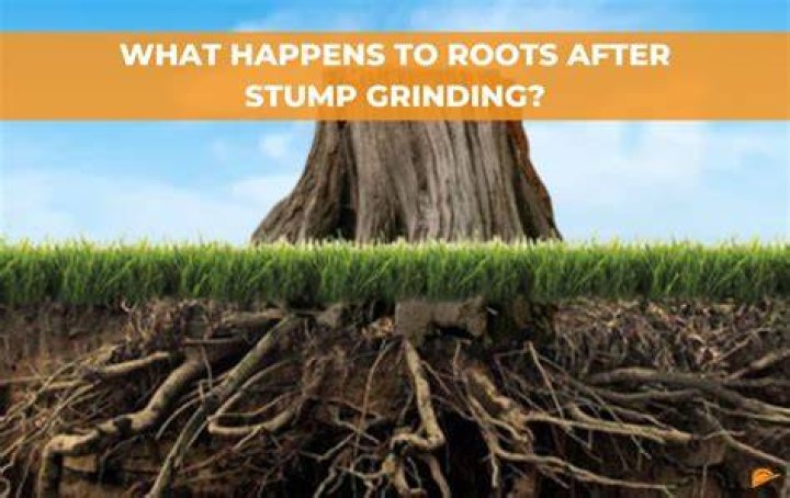 How do you burn out a stump and roots?
