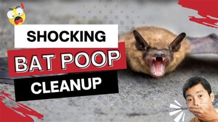 How do you clean bat droppings?