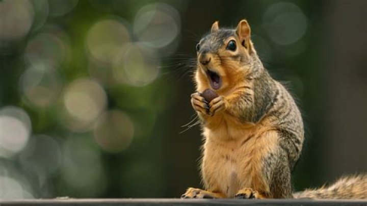 How do you get a squirrel to stop biting you?