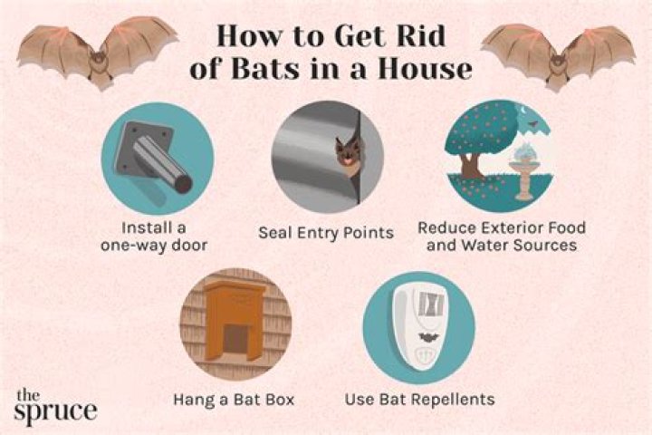 How do you get bats to come to a bat house?
