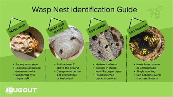 How do you get rid of a wasp nest permanently?
