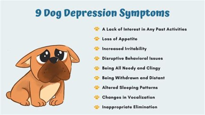 How do you know if a dog is sad?