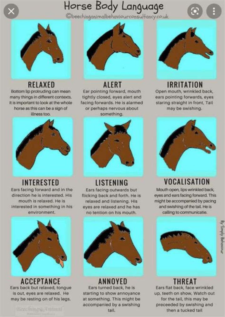 How do you know if a horse is cold?
