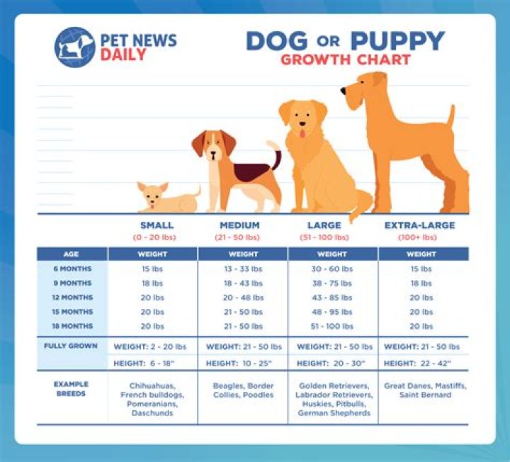 How do you know if a puppy is comfortable with you?