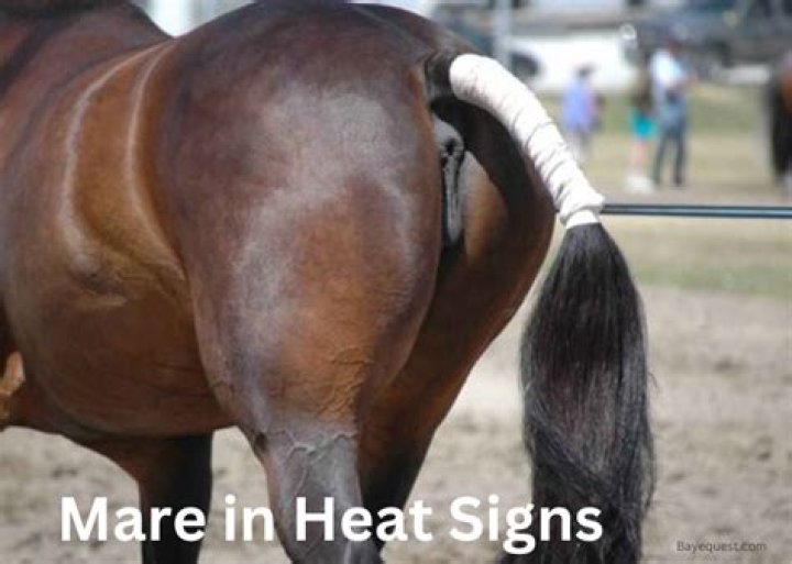 How do you know when mares are in season?