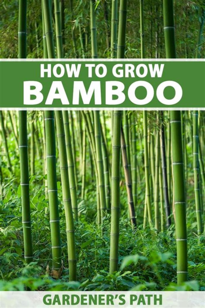 How do you make bamboo greener?