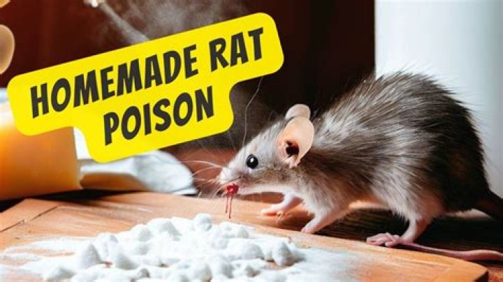 How do you make homemade rat poison?