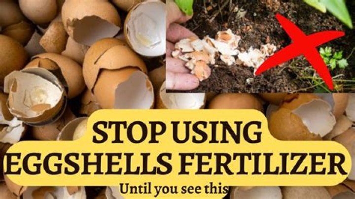 How do you use eggshells in plants?