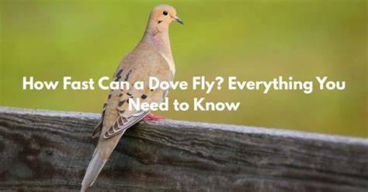 How fast can a dove fly?