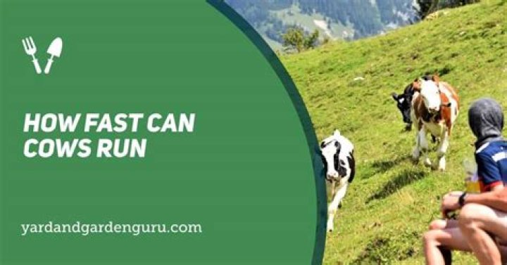 How fast can cows run?