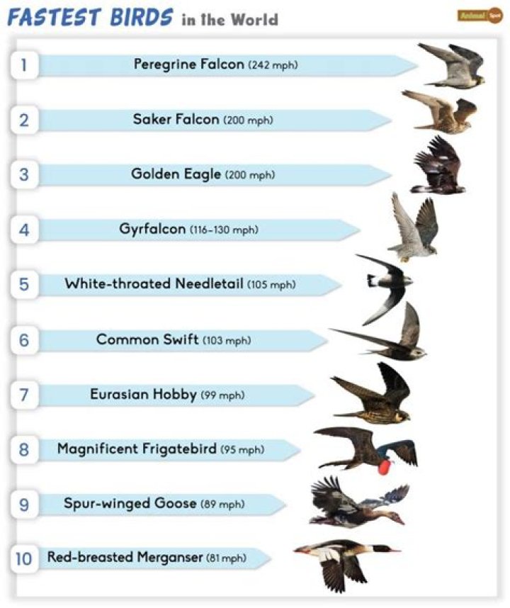 How fast is a golden eagle?