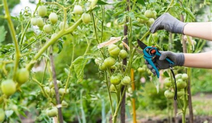 How hot is too hot for tomato plants?