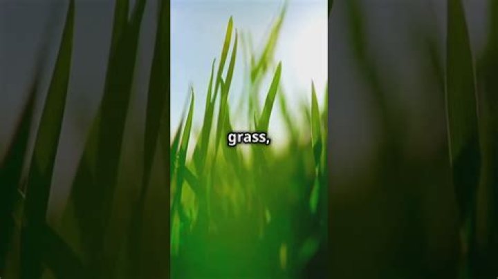 How is the Masters grass so green?