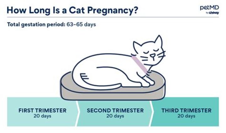 How long can a cat go with a UTI untreated?