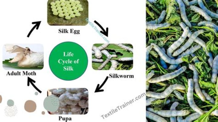 How long does it take silkworm eggs to hatch?