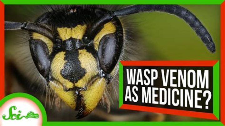 How long does the venom from a wasp sting last?