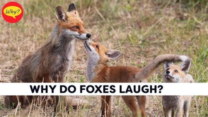 How low can foxes dig?