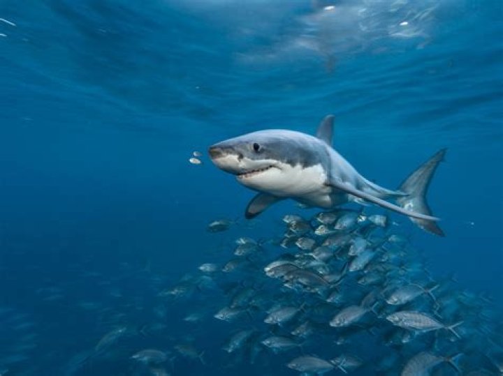 How many babies can a shark have?